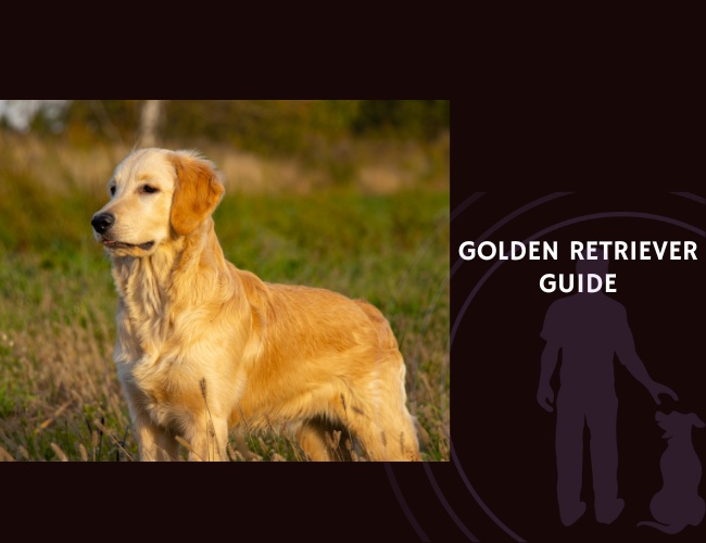 Golden Retriever Guide