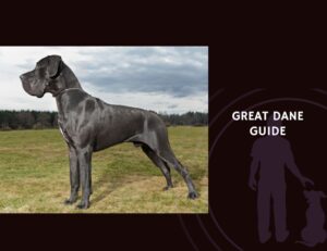 Great Dane Guide