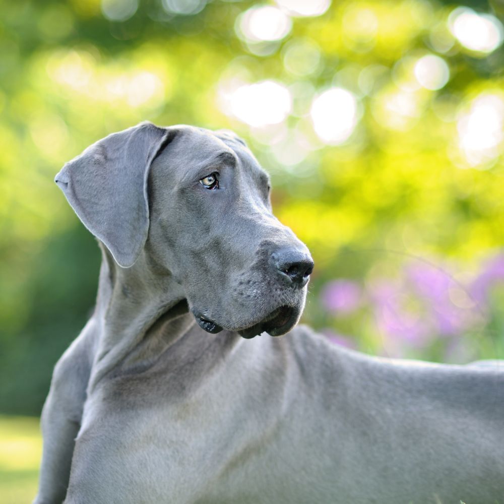 Great Dane