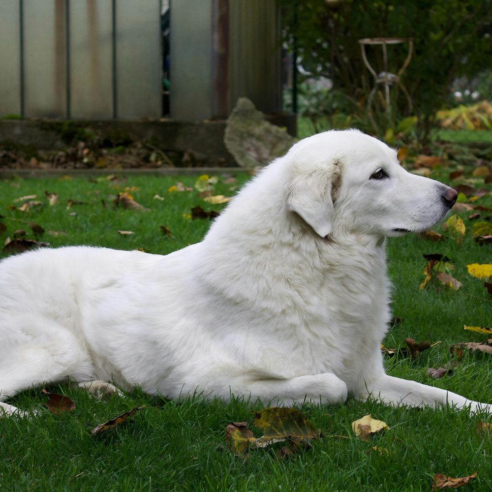 Great Pyrenees