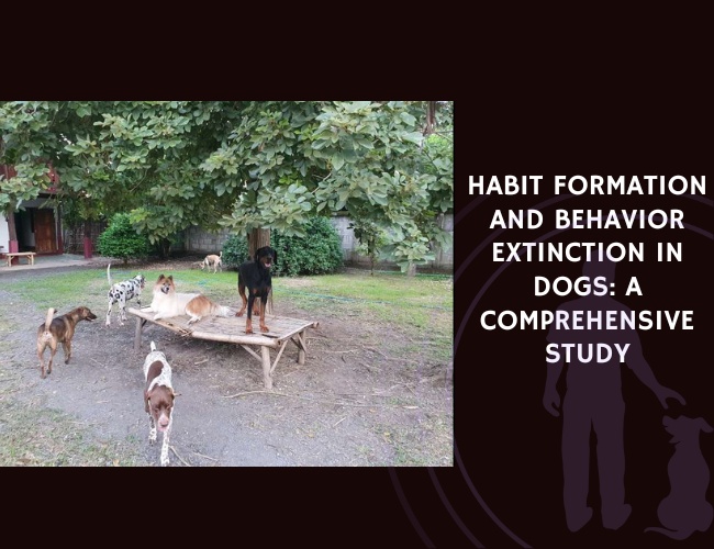 Habit Formation and Behavior Extinction in Dogs A Comprehensive Study