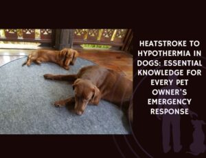 Heatstroke to Hypothermia in Dogs