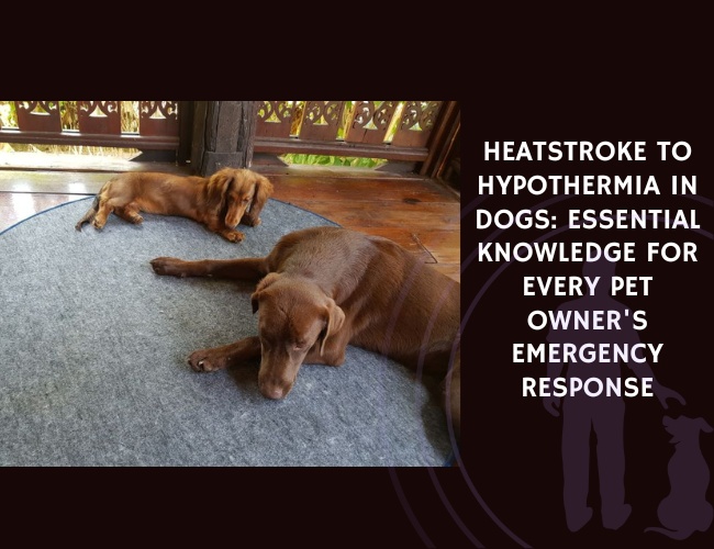 Heatstroke to Hypothermia in Dogs