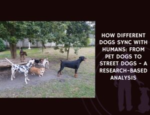 How Different Dogs Sync With Humans From Pet Dogs to Street Dogs - A Research-Based Analysis