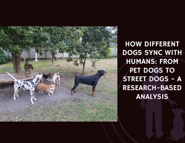How Different Dogs Sync With Humans From Pet Dogs to Street Dogs - A Research-Based Analysis