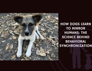 How Dogs Learn to Mirror Humans The Science Behind Behavioral Synchronization