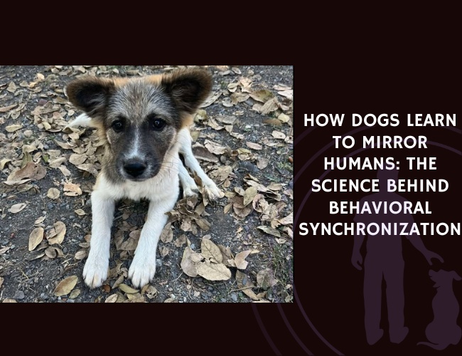 How Dogs Learn to Mirror Humans The Science Behind Behavioral Synchronization