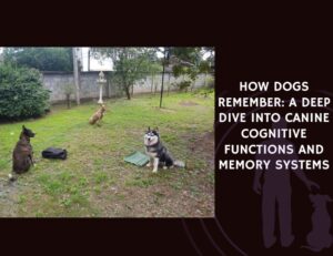 How Dogs Remember