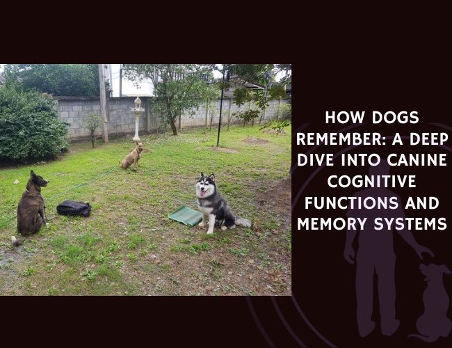 How Dogs Remember