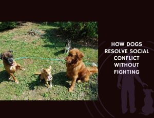 How Dogs Resolve Social Conflict Without Fighting