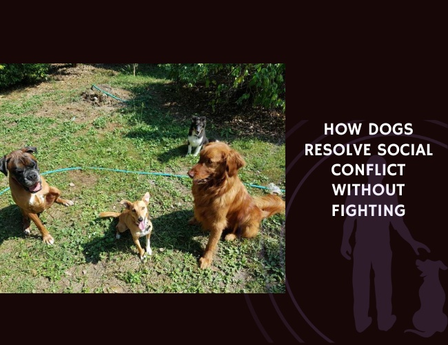 How Dogs Resolve Social Conflict Without Fighting
