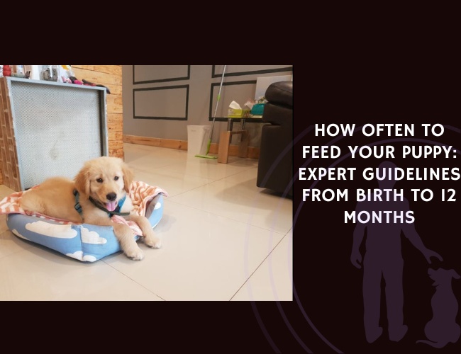 How Often to Feed Your Puppy Expert Guidelines from Birth to 12 Months
