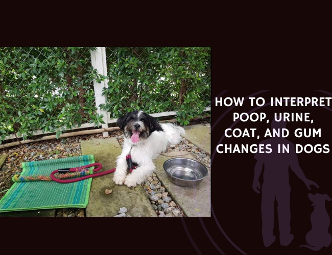 How to Interpret Poop, Urine, Coat, and Gum Changes in Dogs