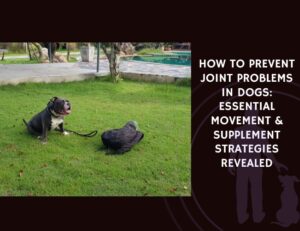 How to Prevent Joint Problems in Dogs