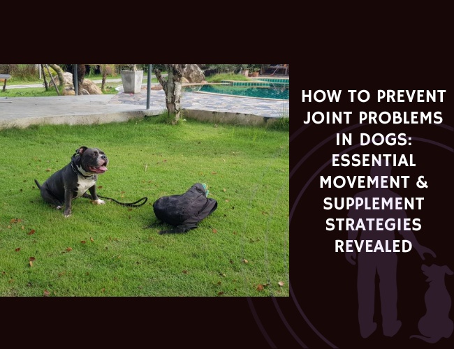 How to Prevent Joint Problems in Dogs