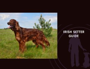 Irish Setter Guide