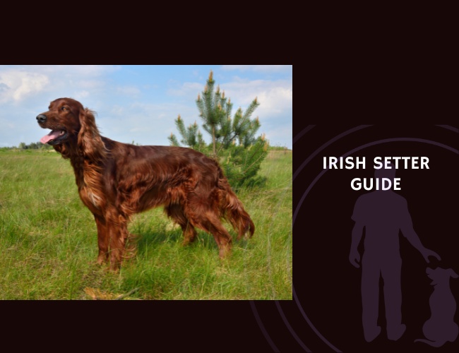Irish Setter Guide