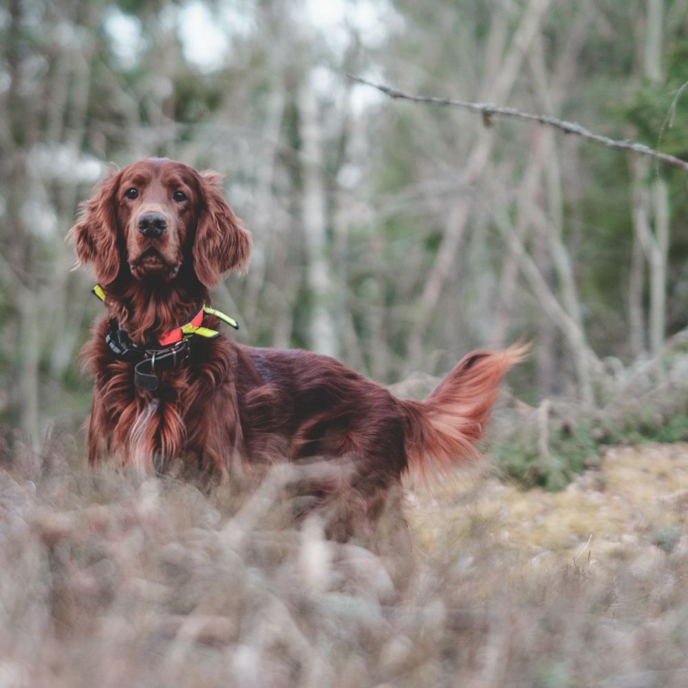 Irish Setter