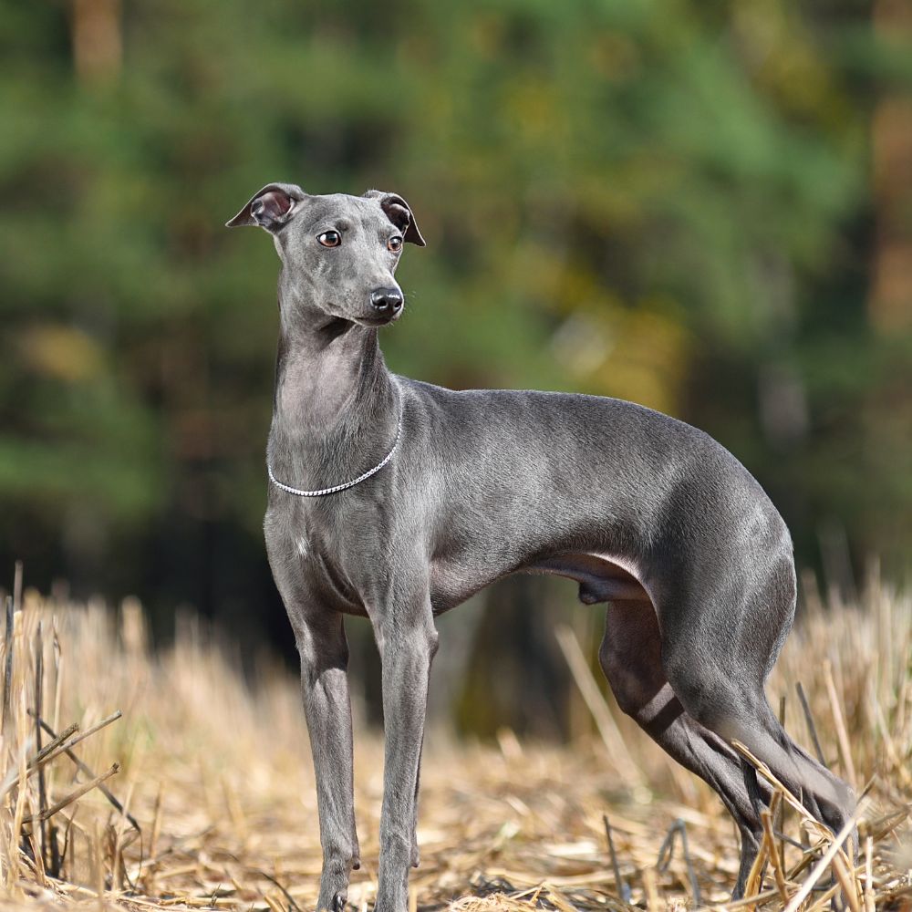 Italian Greyhound