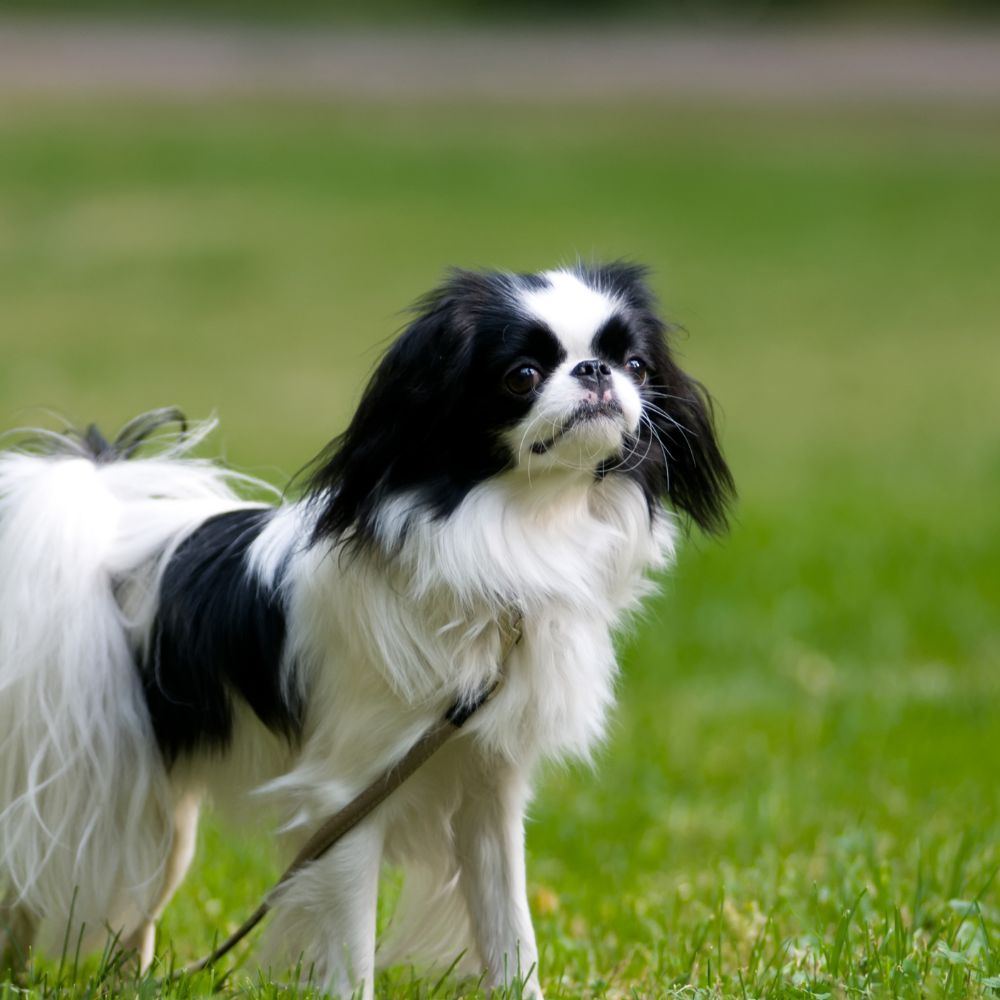 Japanese Chin