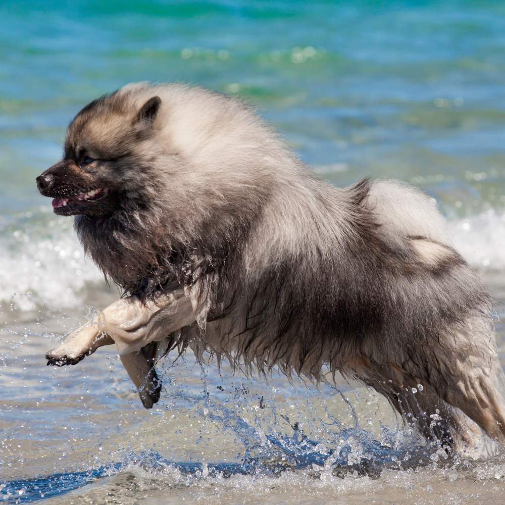 Keeshond