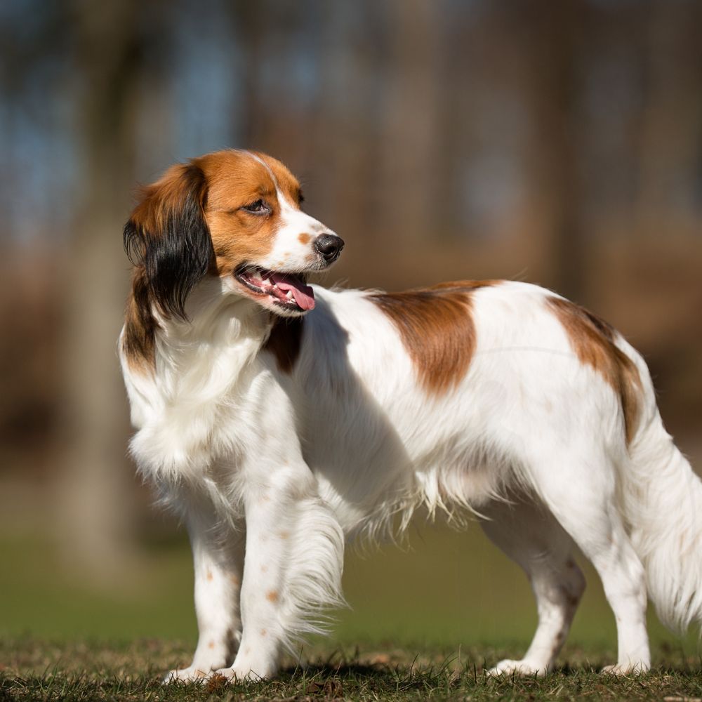 Kooikerhondje