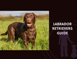 Labrador Retriever Guide