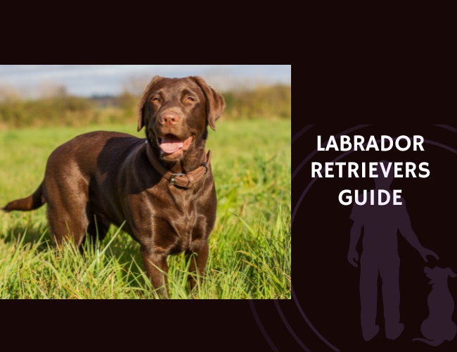 Labrador Retriever Guide
