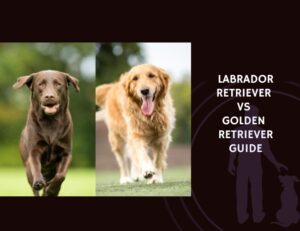Labrador Retriever vs Golden Retriever Guide