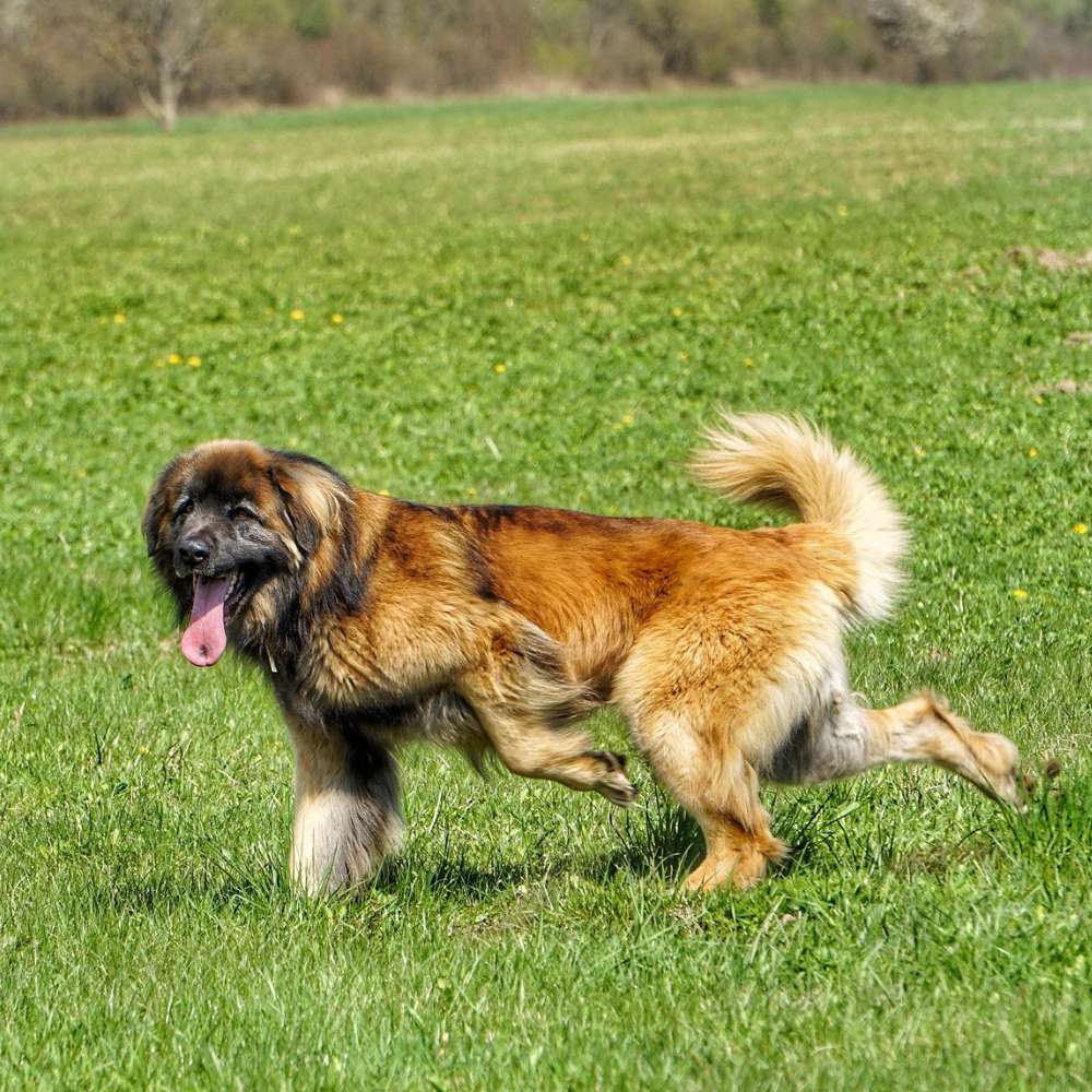 Leonberger