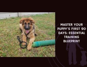 Master Your Puppy's First 90 Days Essential Training Blueprint