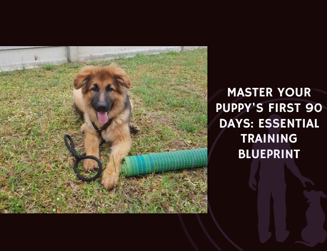 Master Your Puppy's First 90 Days Essential Training Blueprint