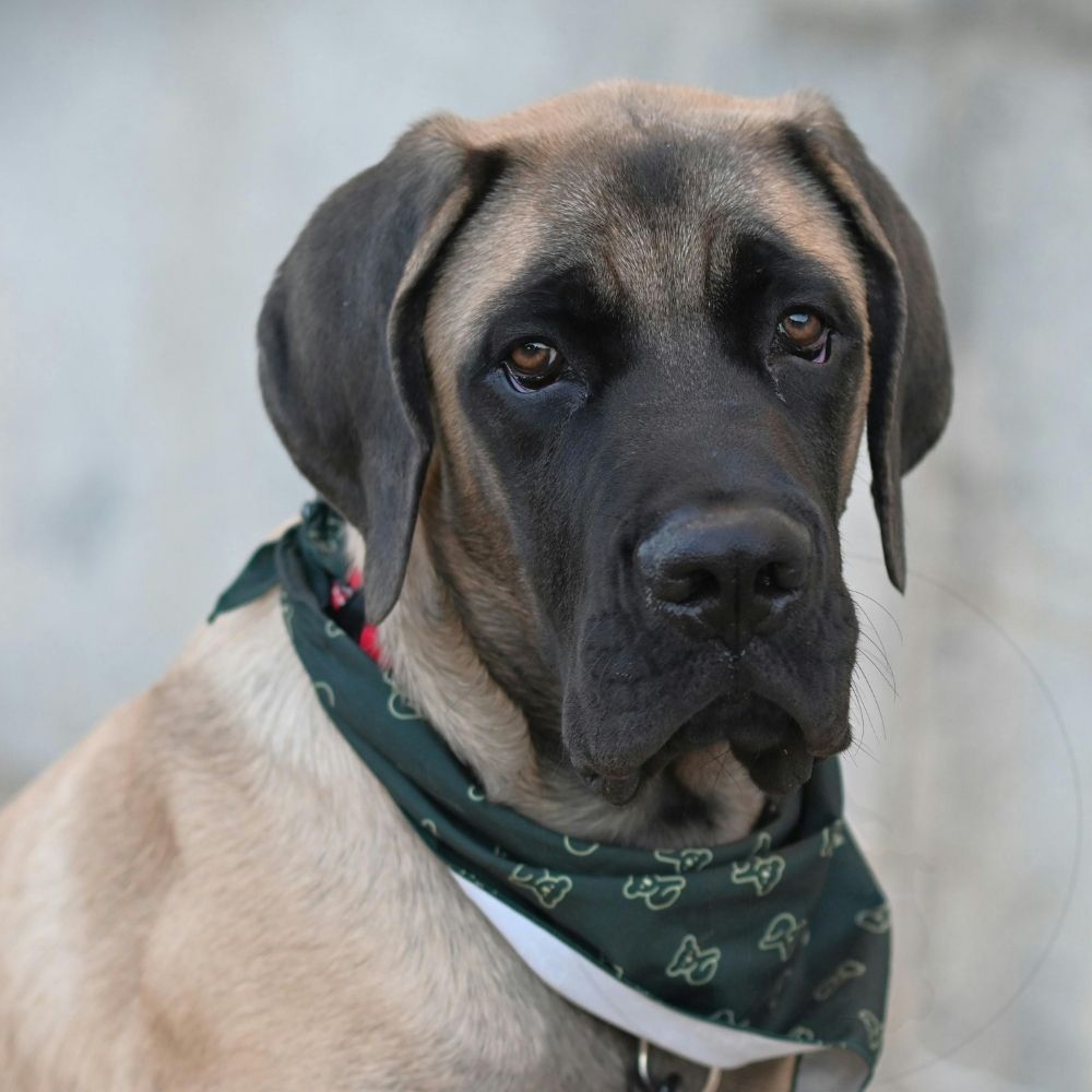 Mastiff