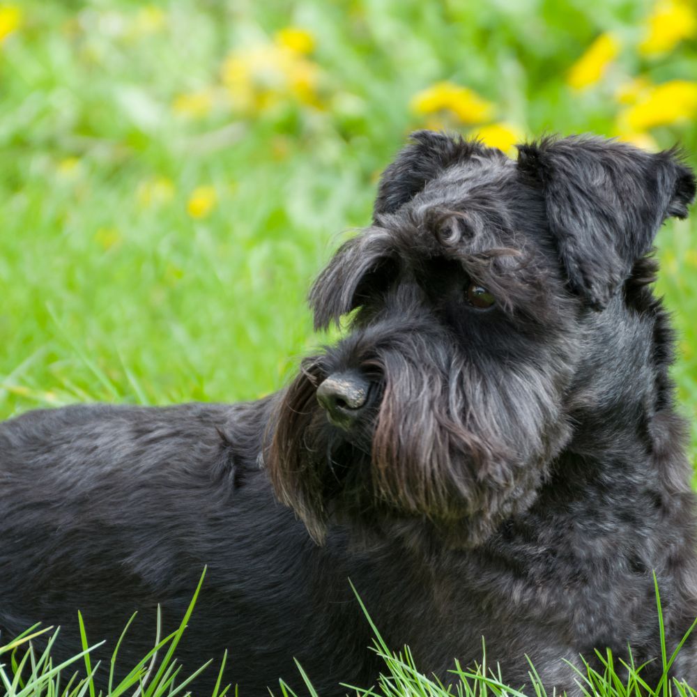 Miniature Schnauzer