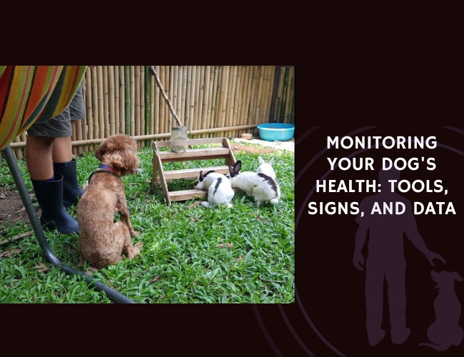 Monitoring Your Dog's Health Tools, Signs, and Data