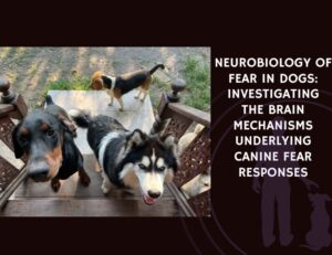 Neurobiology of Fear in Dogs Investigating the Brain Mechanisms Underlying Canine Fear Responses