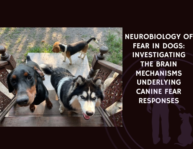 Neurobiology of Fear in Dogs Investigating the Brain Mechanisms Underlying Canine Fear Responses