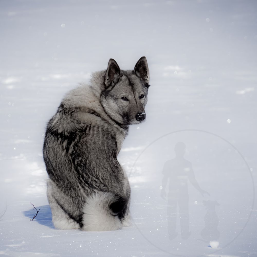 Norwegian Elkhound