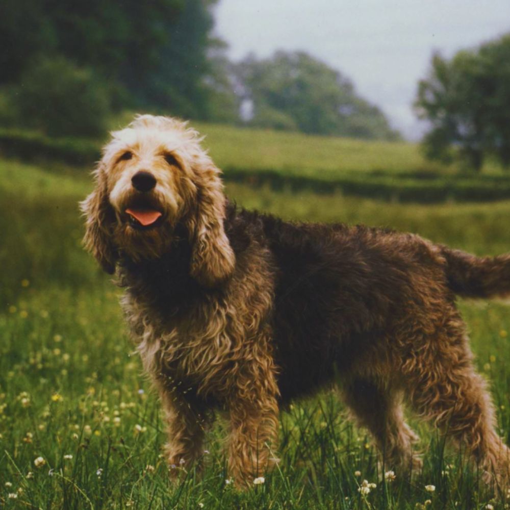 Otterhound