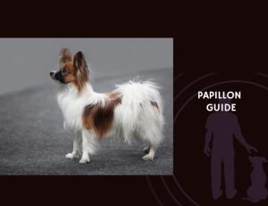 Papillon Guide
