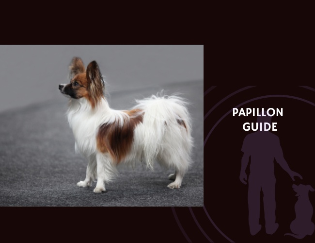 Papillon Guide