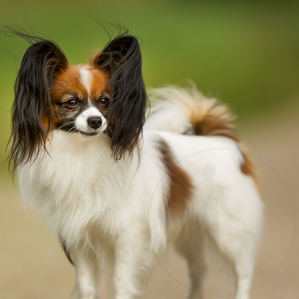 Papillon