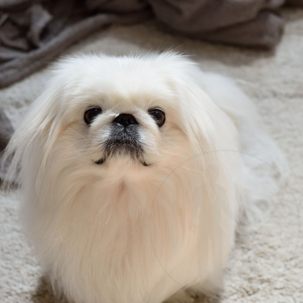 Pekingese