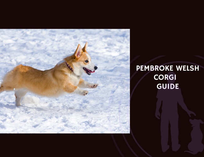 Pembroke Welsh Corgi Guide