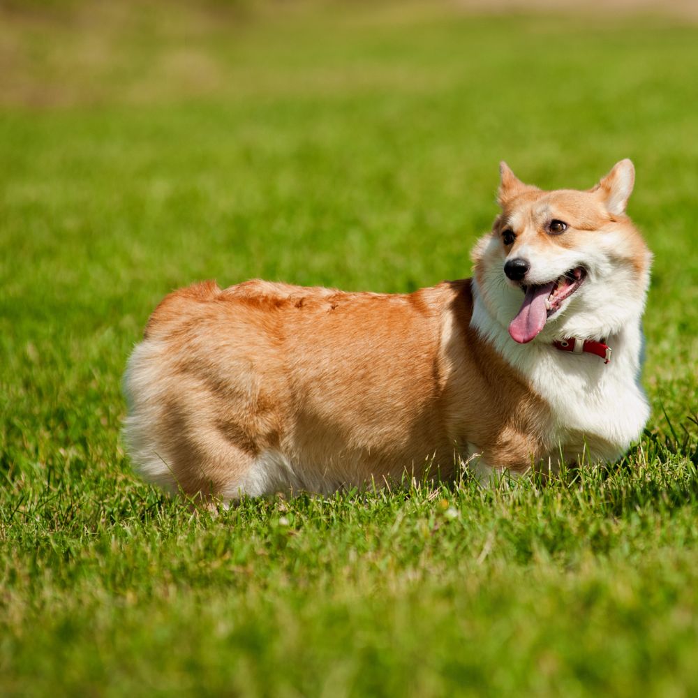 Pembroke Welsh Corgi