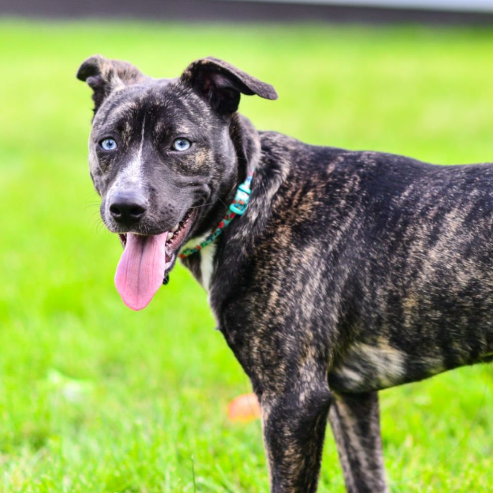 Plott Hound
