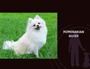 Pomeranian Guide