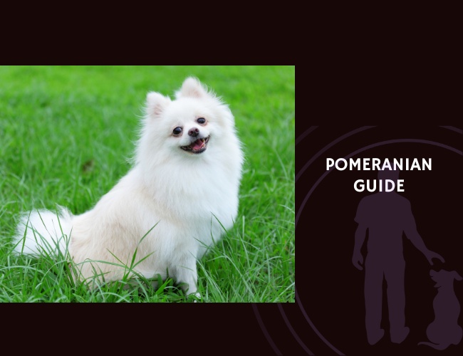 Pomeranian Guide