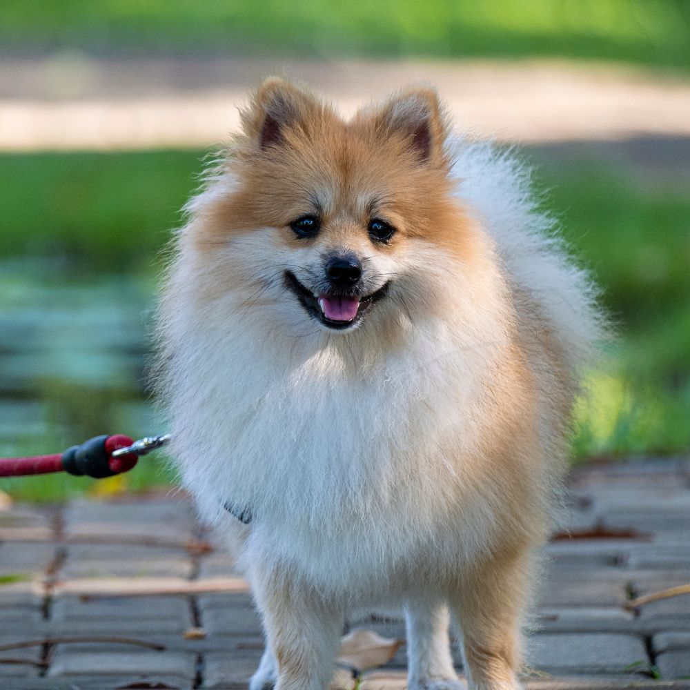 Pomeranian