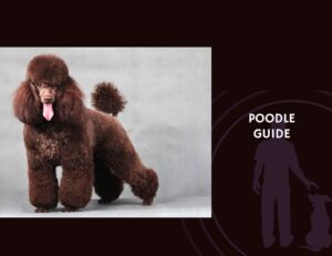 Poodle Guide